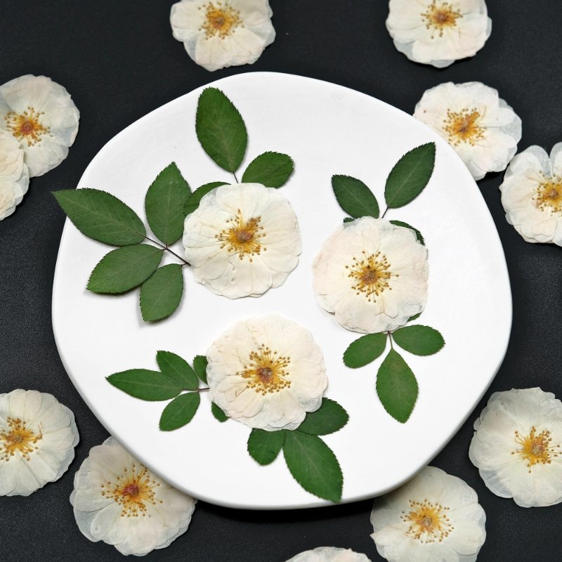 Dried Flower Pressed - 6pcs,9pcs,Nature White Rose Pressed Flowers DIY