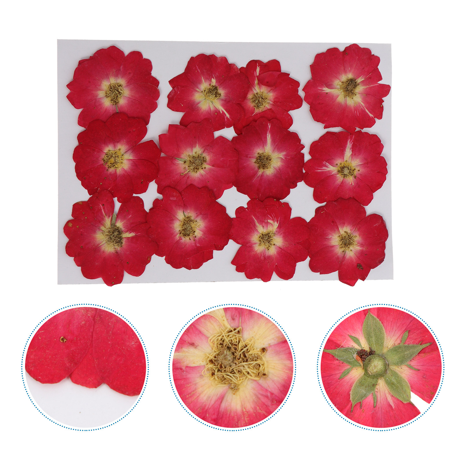 Dried Flower Pressed - 12Pcs Dried Pressed Flowers Natural Roses