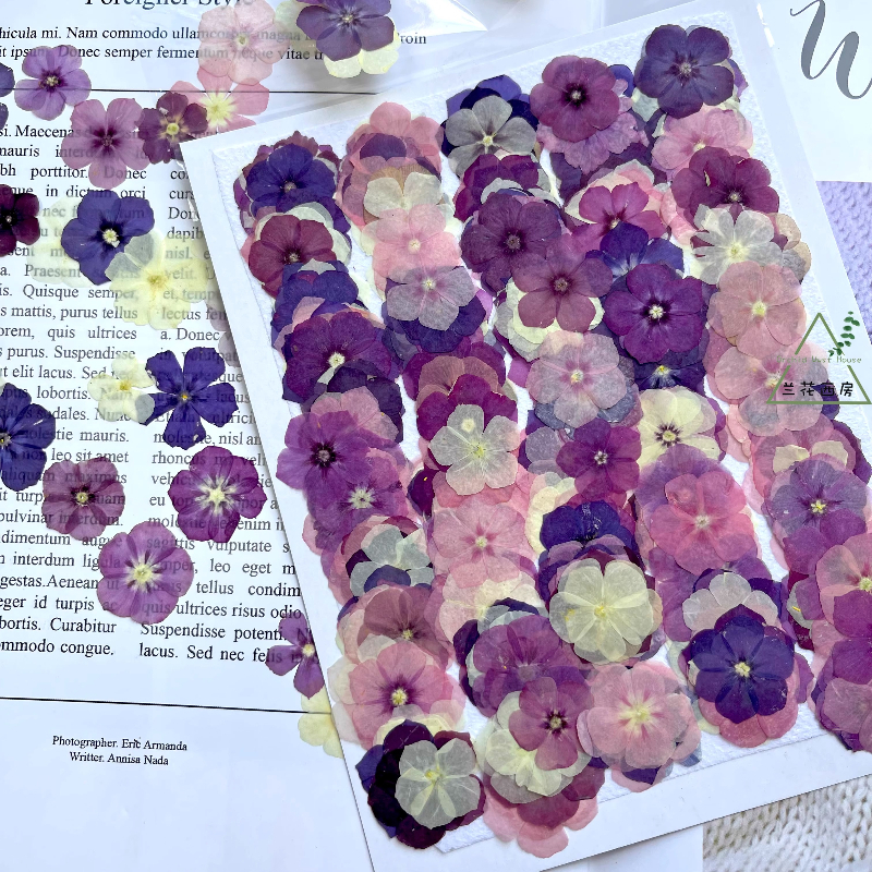 Dried Flower Pressed - 12pcs,Semi-Transparent Niche Phlox Pressed Dried Flowers
