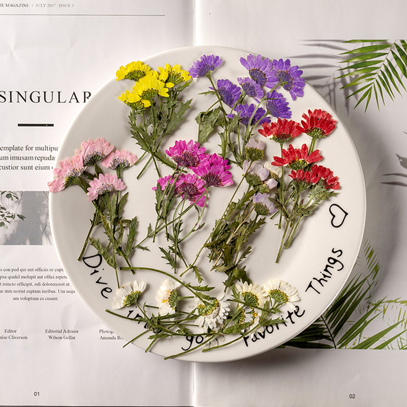 Dried Flower Pressed - 5-8cm/24pcs,Side pressed crystal chrysanthemum with branch,dried