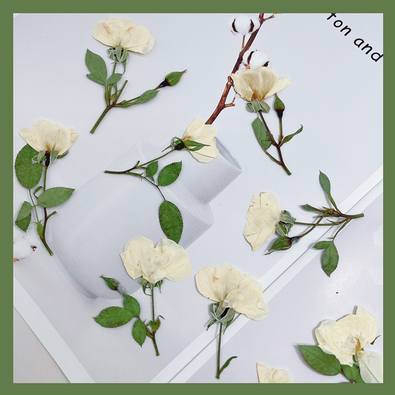 12pcs,Nature white pink red ro – Dried Flower Pressed Bewertung und Preis