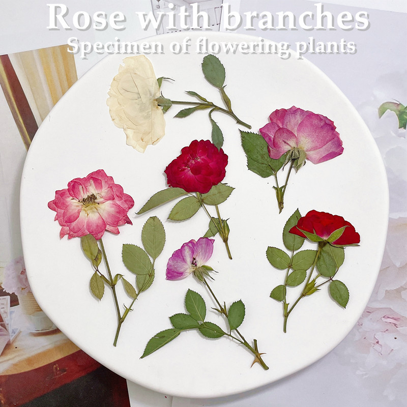 12pcs,Nature white pink red ro – Dried Flower Pressed Bewertung und Preis