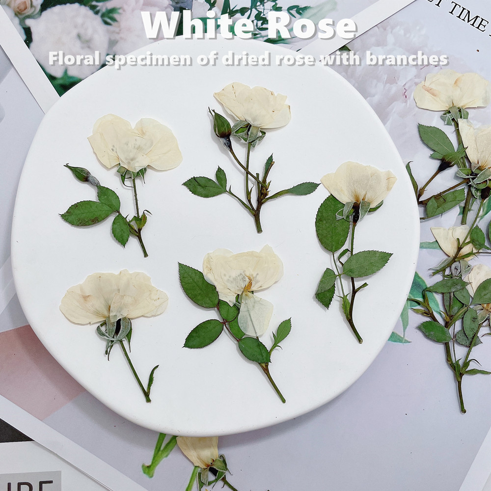 12pcs,Nature white pink red ro – Dried Flower Pressed Bewertung und Preis