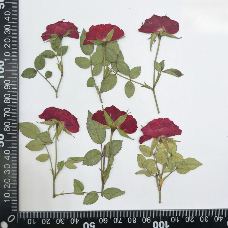 12pcs,Nature white pink red ro – Dried Flower Pressed Bewertung und Preis