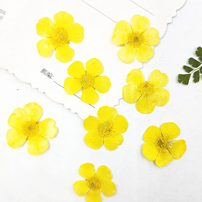 1.5-2cm/24pcs,Nature Real butt – Dried Flower Pressed Bewertung und Preis