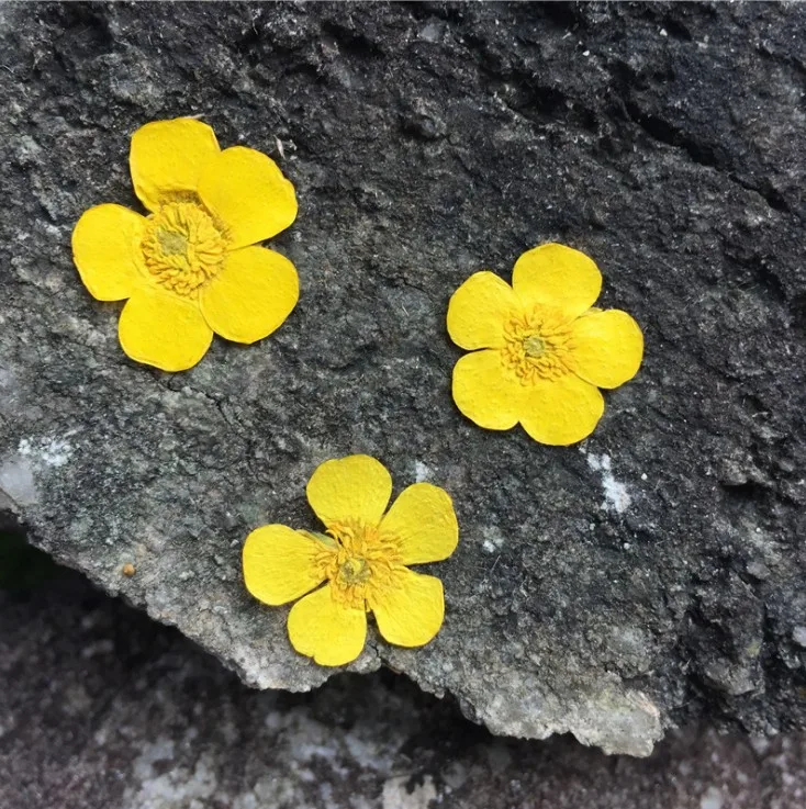 1.5-2cm/24pcs,Nature Real butt – Dried Flower Pressed Bewertung und Preis