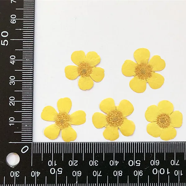 1.5-2cm/24pcs,Nature Real butt – Dried Flower Pressed Bewertung und Preis