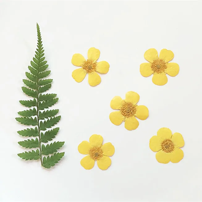 1.5-2cm/24pcs,Nature Real butt – Dried Flower Pressed Bewertung und Preis
