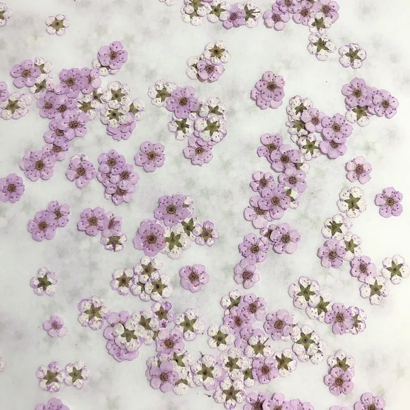 Pressed mini Narcissus Dried F – Dried Flower Pressed Bewertung und Preis