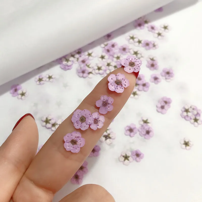 Pressed mini Narcissus Dried F – Dried Flower Pressed Bewertung und Preis