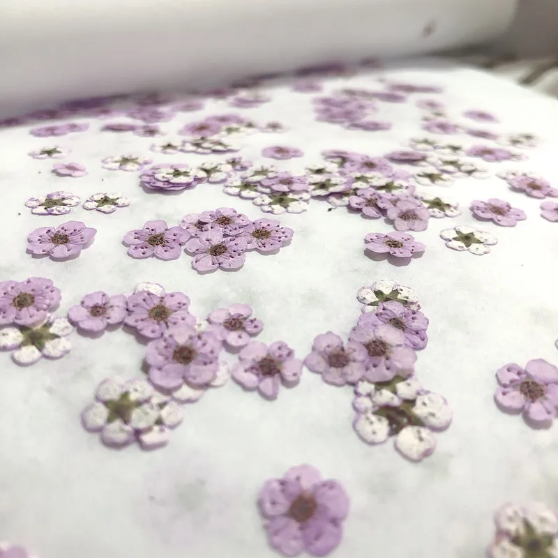 Pressed mini Narcissus Dried F – Dried Flower Pressed Bewertung und Preis