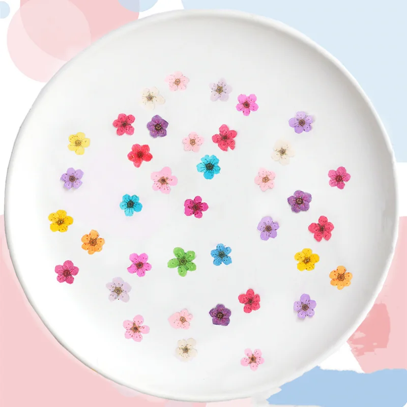 Pressed mini Narcissus Dried F – Dried Flower Pressed Bewertung und Preis