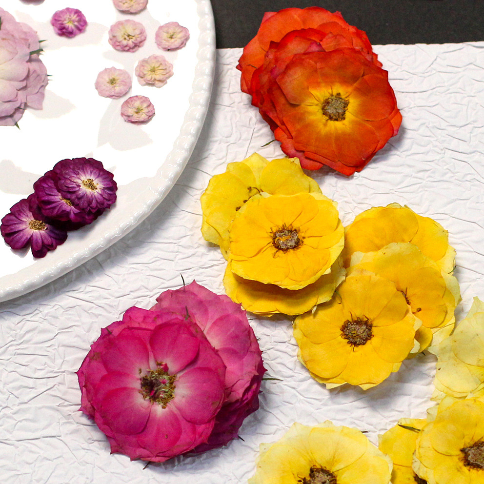 48 Yellow Mixed-Size Pressed R – Dried Flower Pressed Bewertung und Preis