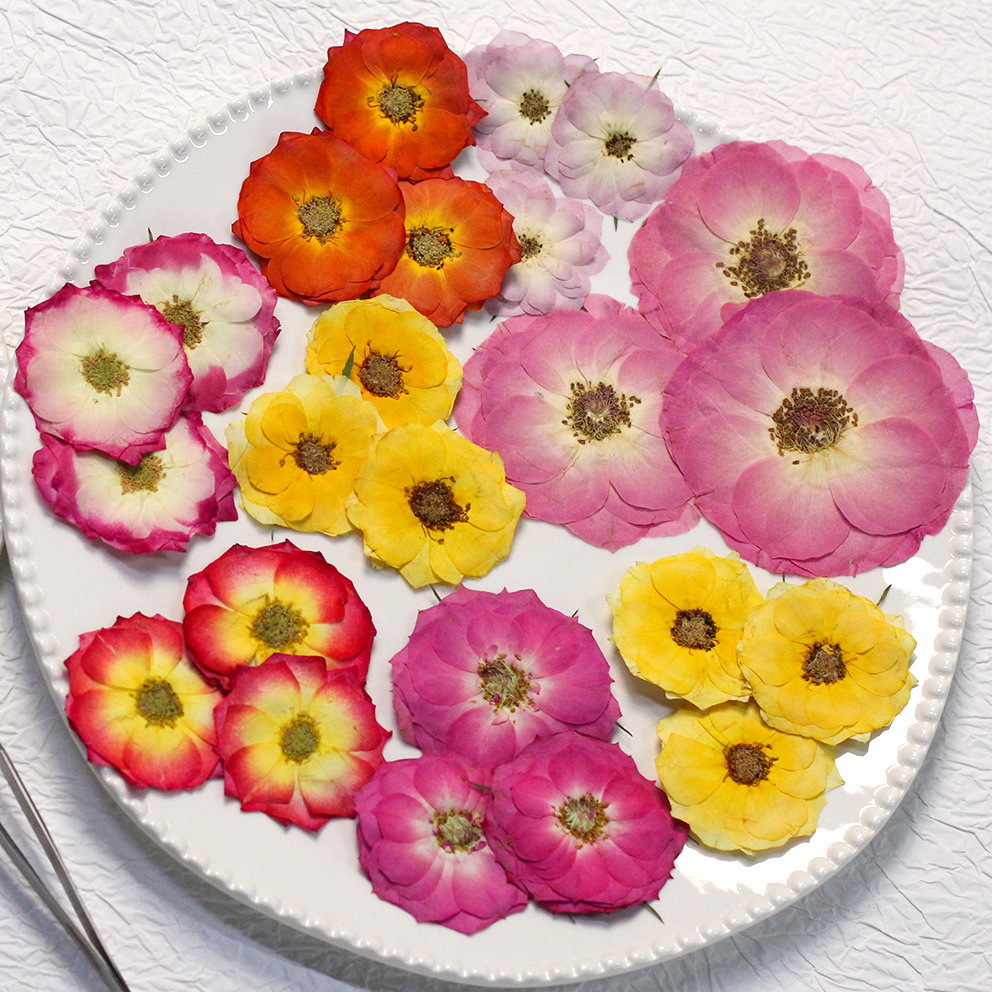 48 Yellow Mixed-Size Pressed R – Dried Flower Pressed Bewertung und Preis
