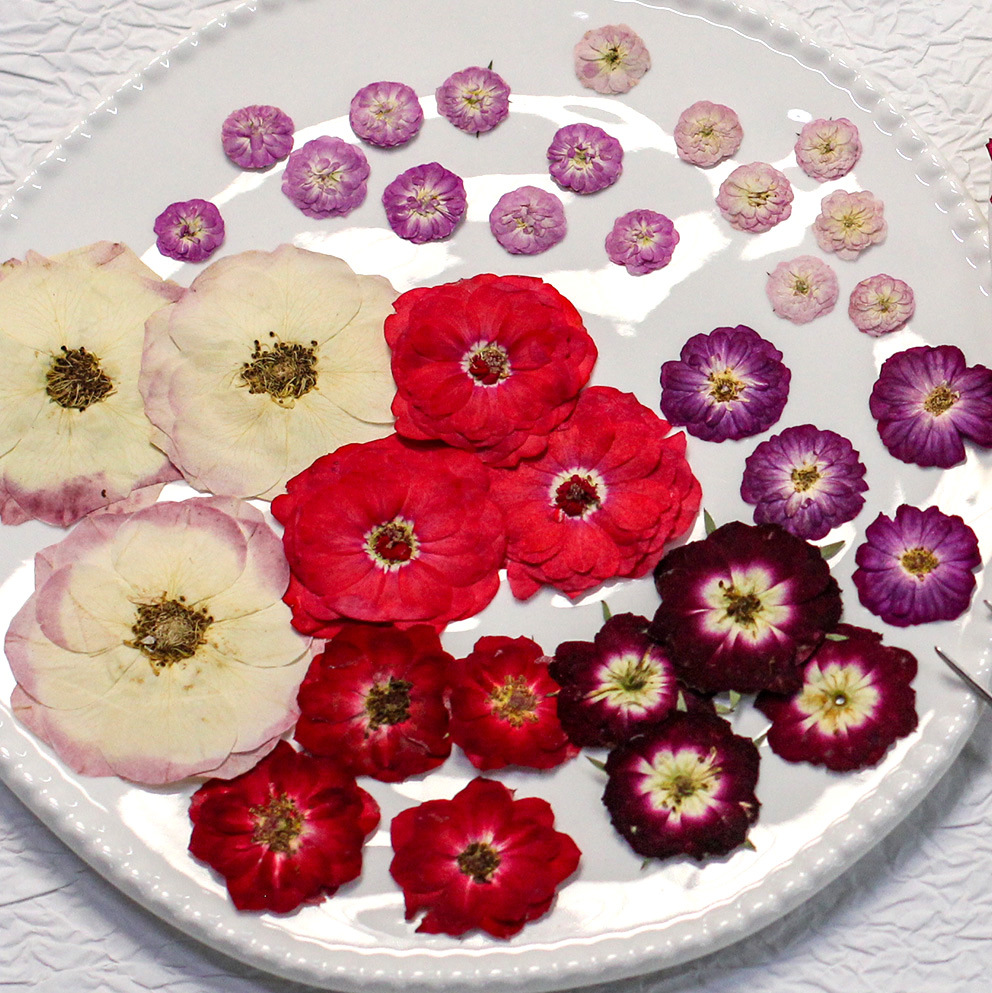 48 Yellow Mixed-Size Pressed R – Dried Flower Pressed Bewertung und Preis