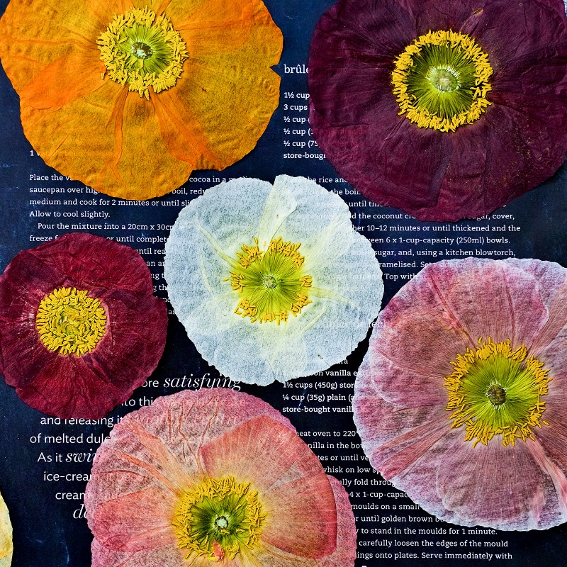 1pcs,Nature Field Poppy Presse – Dried Flower Pressed Bewertung und Preis