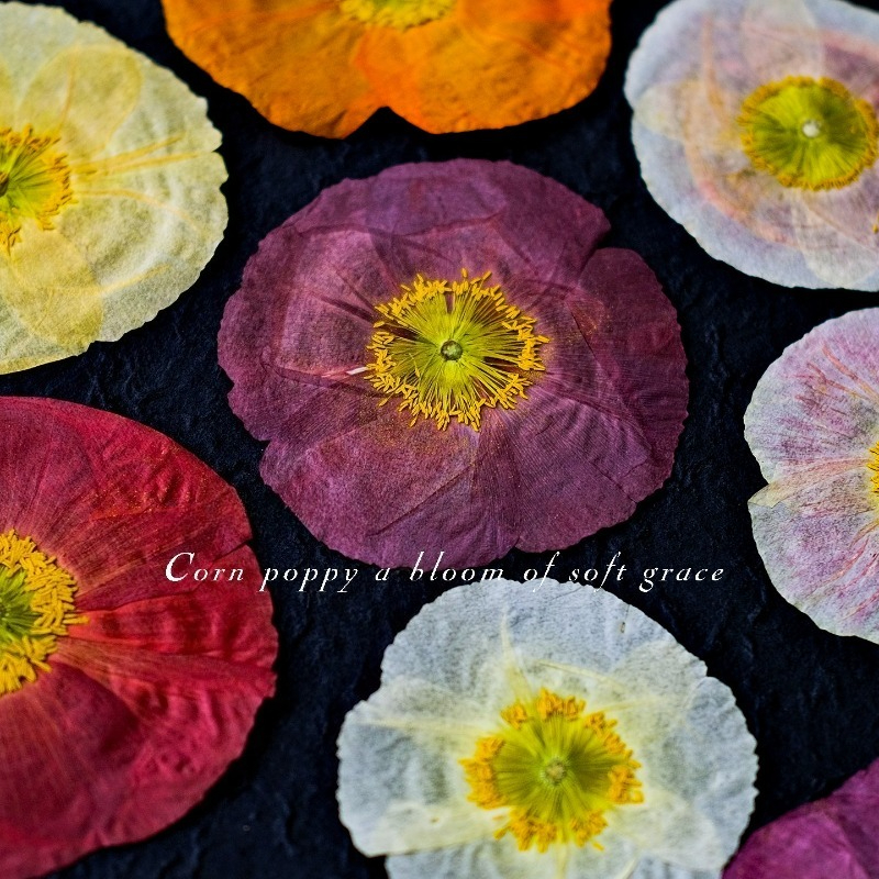 1pcs,Nature Field Poppy Presse – Dried Flower Pressed Bewertung und Preis