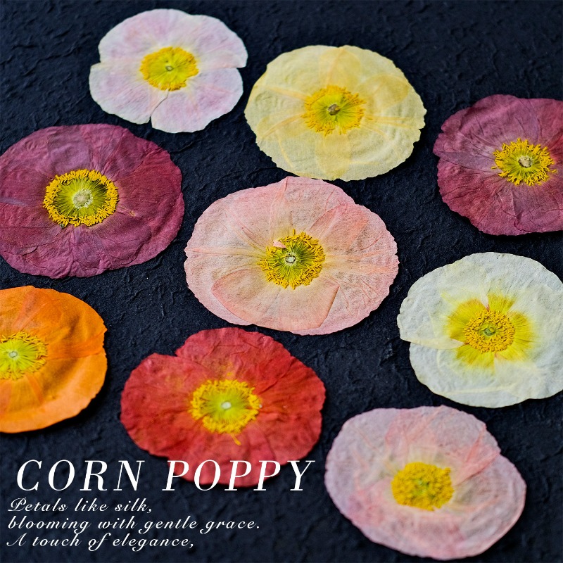 1pcs,Nature Field Poppy Presse – Dried Flower Pressed Bewertung und Preis