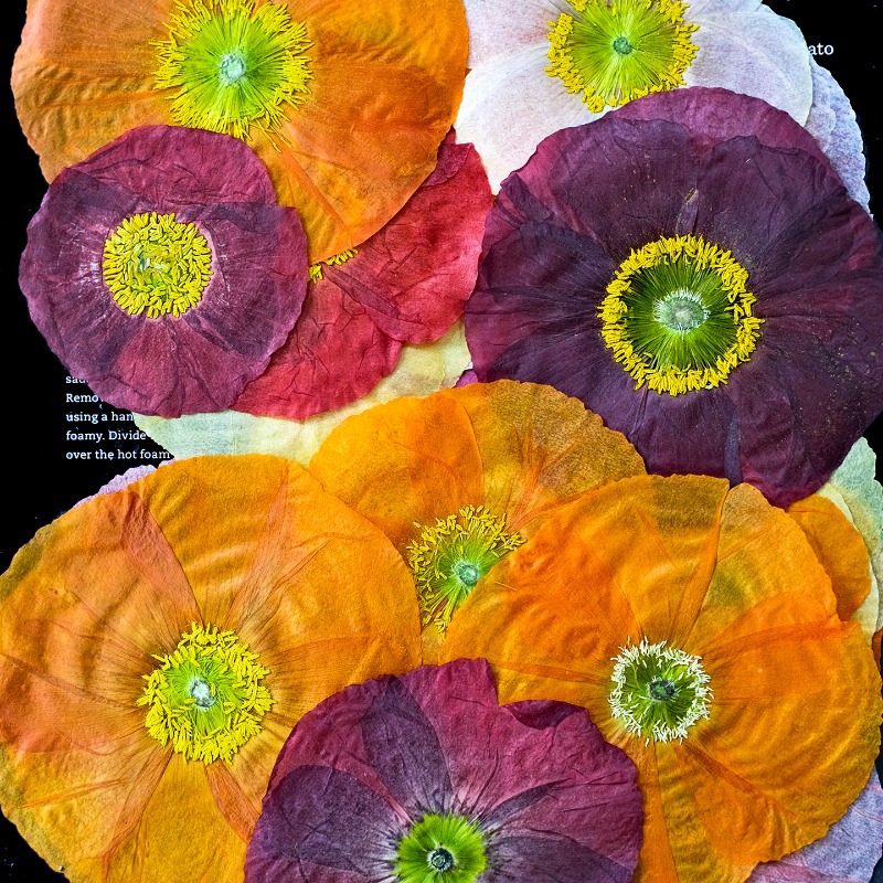1pcs,Nature Field Poppy Presse – Dried Flower Pressed Bewertung und Preis