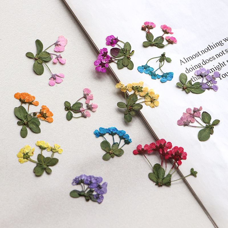 2-3cm/12pcs,Pressed little flo – Dried Flower Pressed Bewertung und Preis