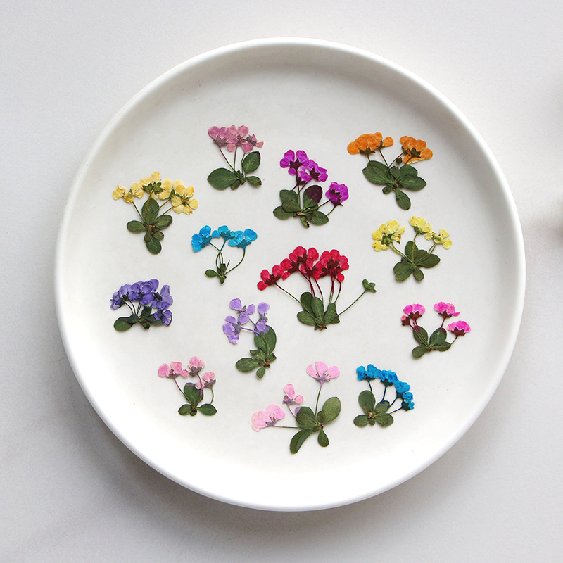 2-3cm/12pcs,Pressed little flo – Dried Flower Pressed Bewertung und Preis