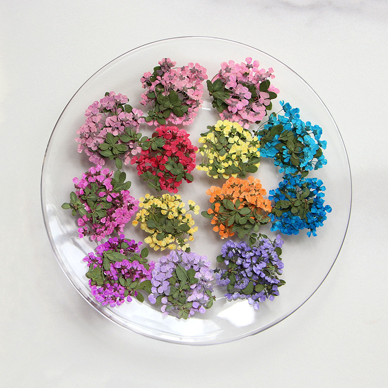 2-3cm/12pcs,Pressed little flo – Dried Flower Pressed Bewertung und Preis