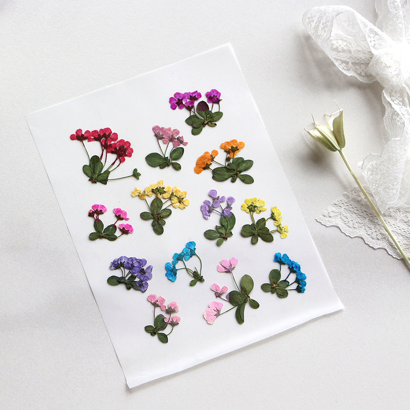 2-3cm/12pcs,Pressed little flo – Dried Flower Pressed Bewertung und Preis
