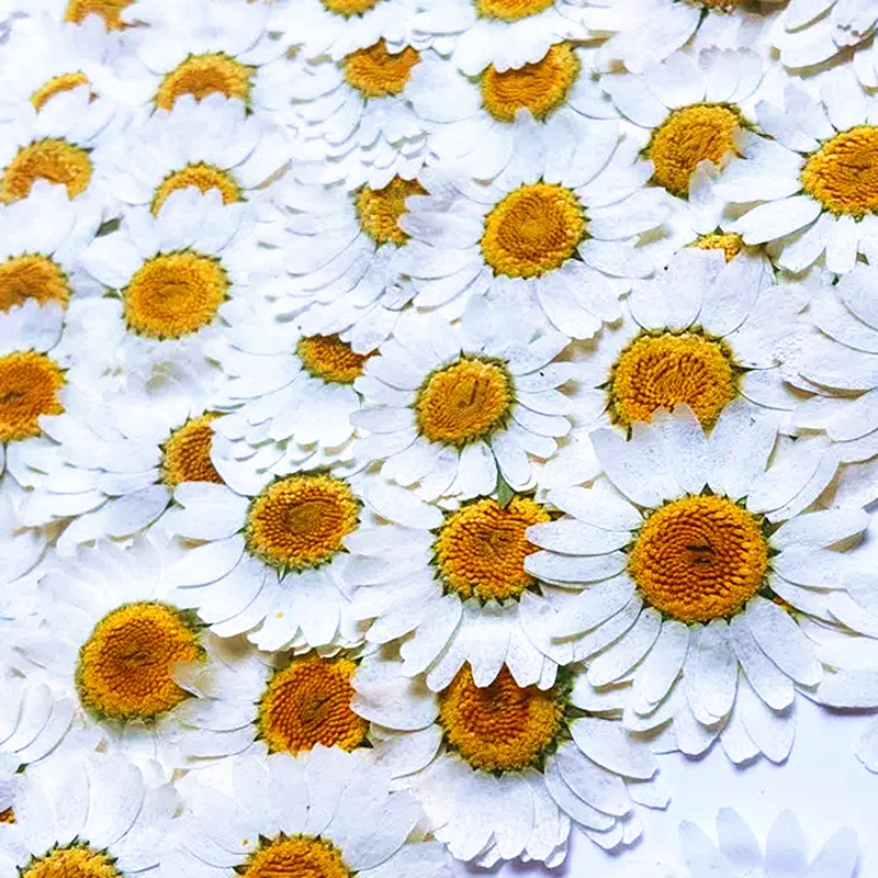 100Pcs Natural White Crystal C – Dried Flower Pressed Bewertung und Preis