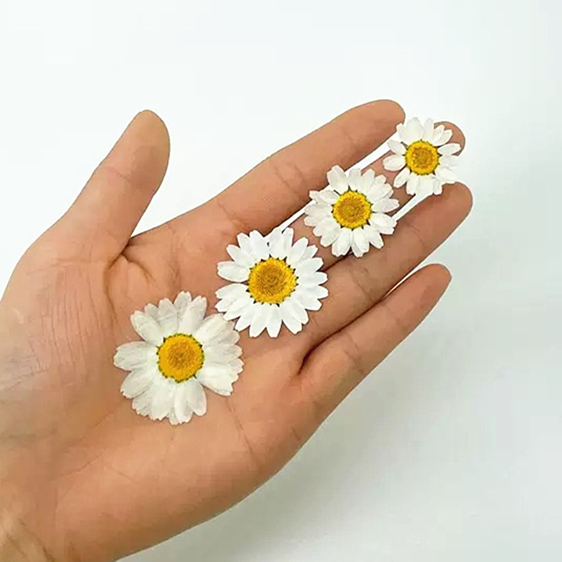 100Pcs Natural White Crystal C – Dried Flower Pressed Bewertung und Preis