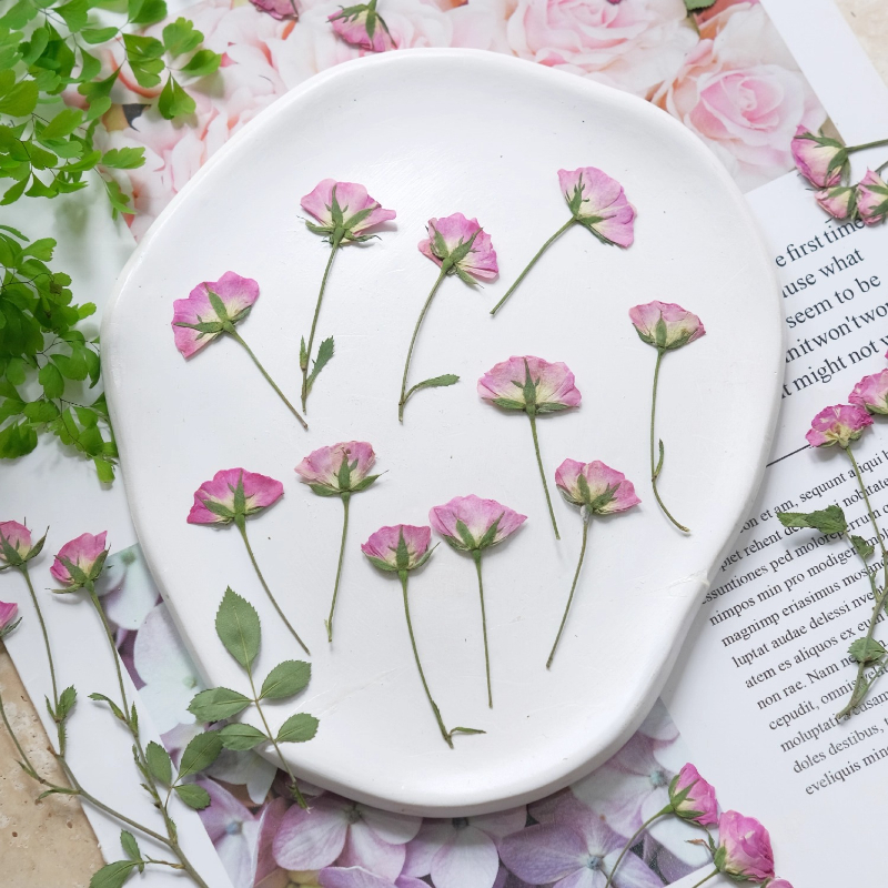 12pcs,Mini Pink Rose Pressed F – Dried Flower Pressed Bewertung und Preis