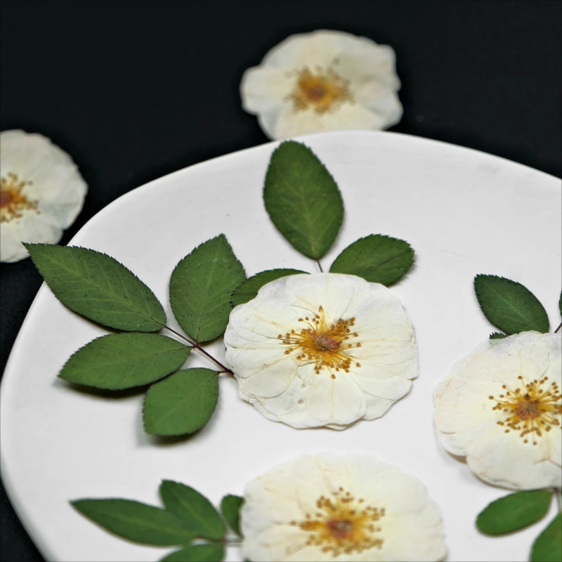 6pcs,9pcs,Nature White Rose Pr – Dried Flower Pressed Bewertung und Preis