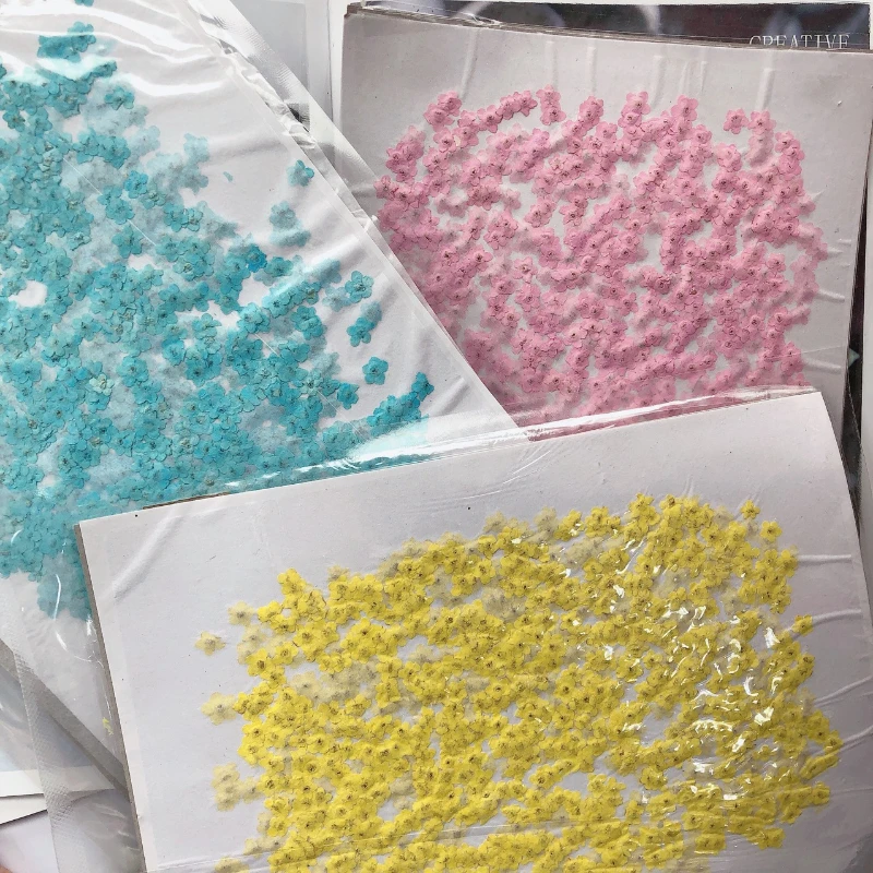 80pcs/0.5-1.5cm,Pressed mini f – Dried Flower Pressed Bewertung und Preis