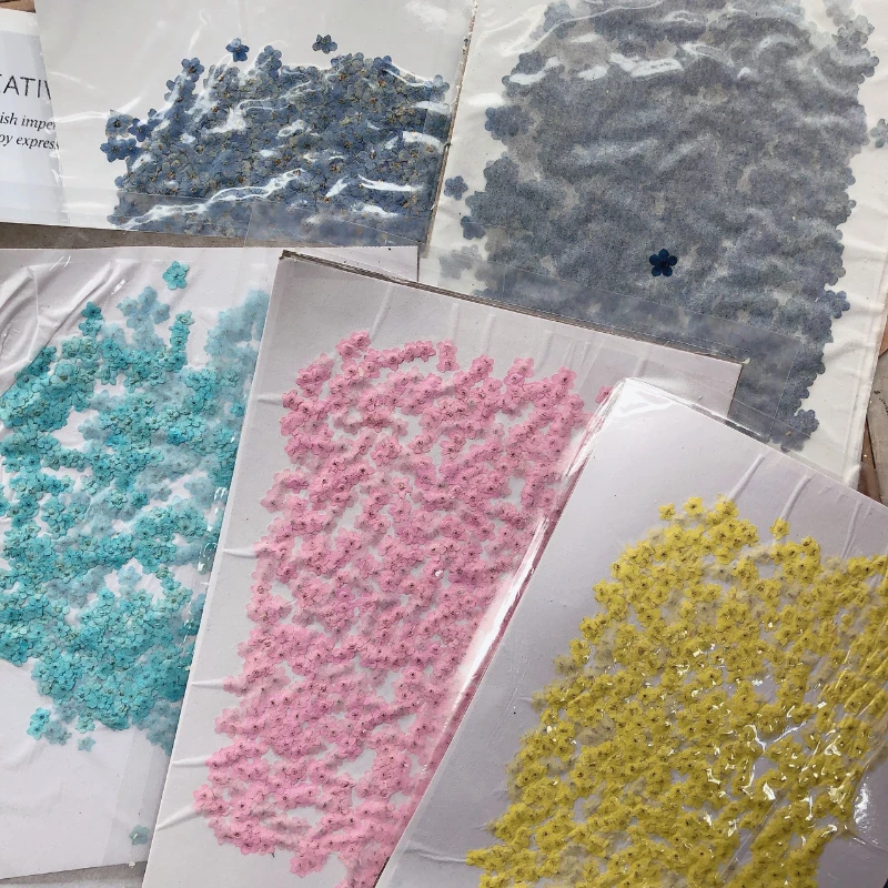 80pcs/0.5-1.5cm,Pressed mini f – Dried Flower Pressed Bewertung und Preis