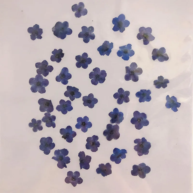 80pcs/0.5-1.5cm,Pressed mini f – Dried Flower Pressed Bewertung und Preis