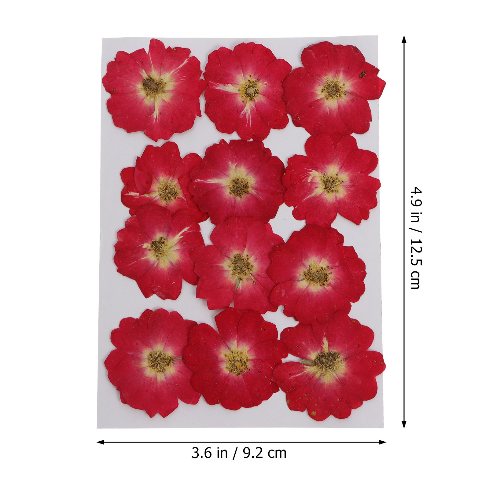 12Pcs Dried Pressed Flowers Na – Dried Flower Pressed Bewertung und Preis