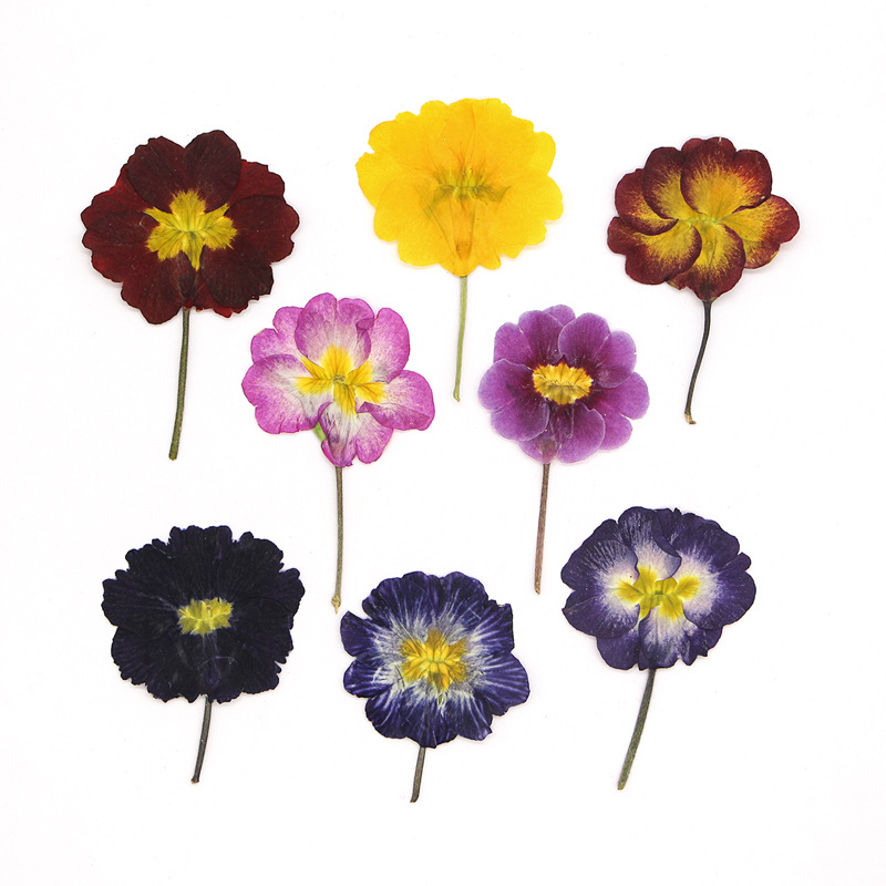 48Pcs European Primrose Teachi – Dried Flower Pressed Bewertung und Preis