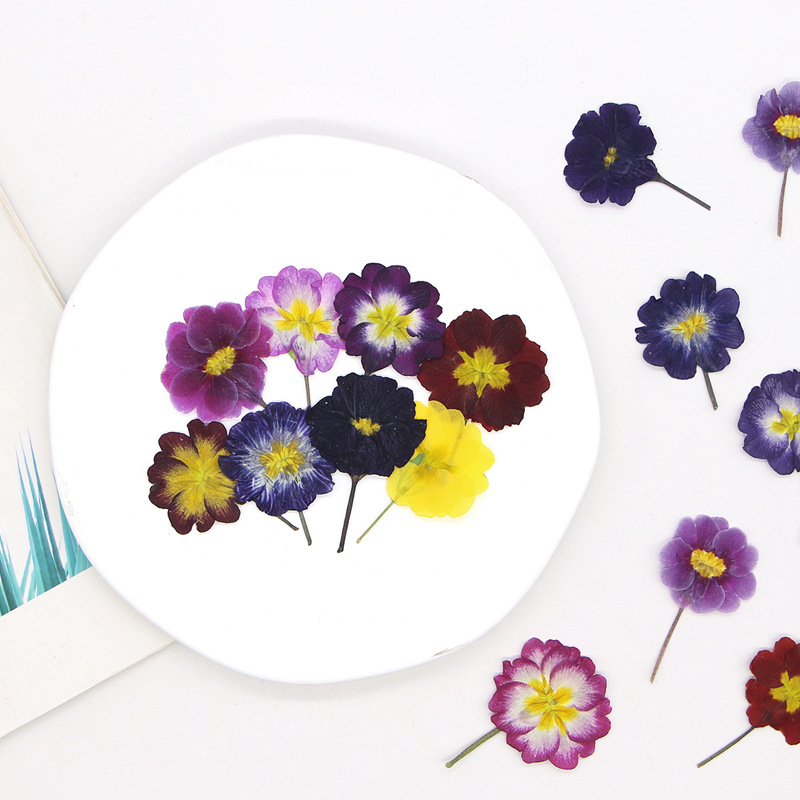 48Pcs European Primrose Teachi – Dried Flower Pressed Bewertung und Preis