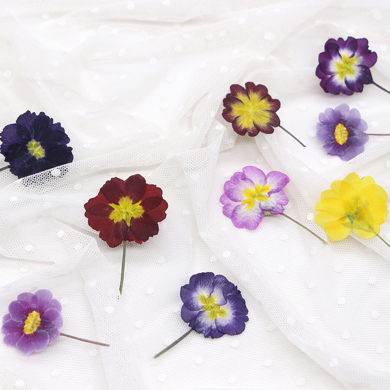 48Pcs European Primrose Teachi – Dried Flower Pressed Bewertung und Preis