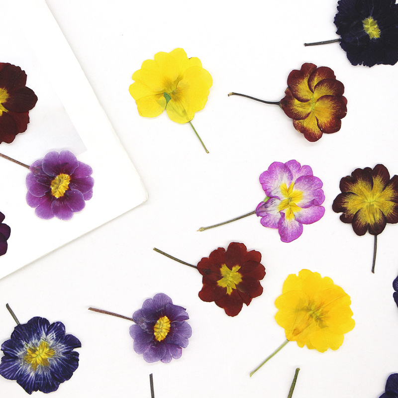 48Pcs European Primrose Teachi – Dried Flower Pressed Bewertung und Preis