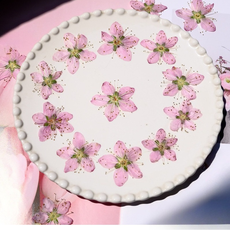 3-4cm./6pcs,Pink Peach Blossom – Dried Flower Pressed Bewertung und Preis