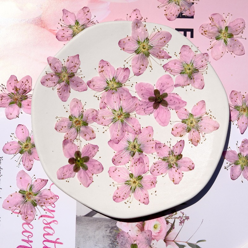 3-4cm./6pcs,Pink Peach Blossom – Dried Flower Pressed Bewertung und Preis