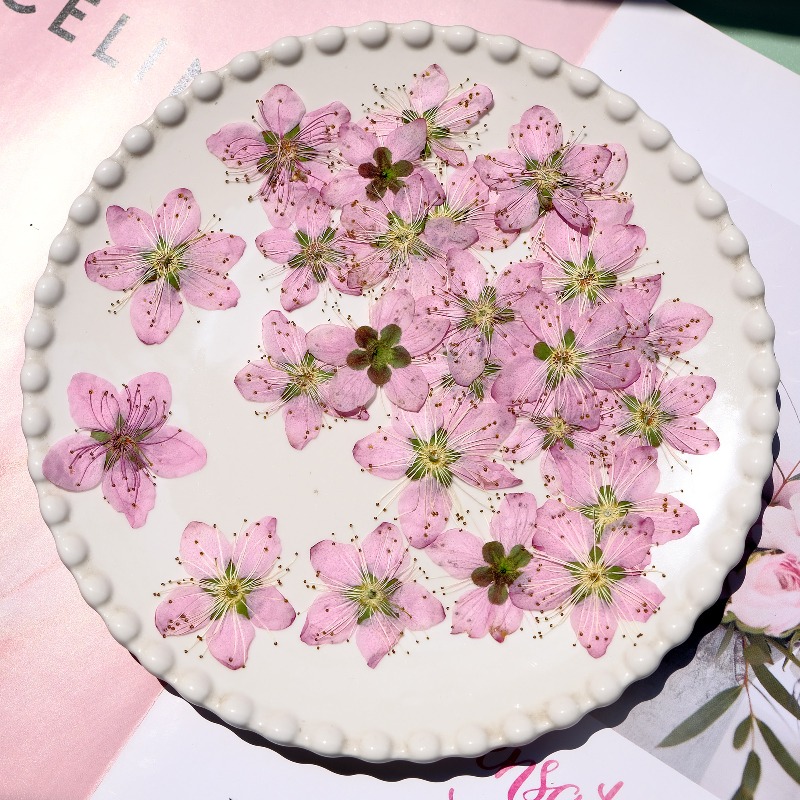 3-4cm./6pcs,Pink Peach Blossom – Dried Flower Pressed Bewertung und Preis