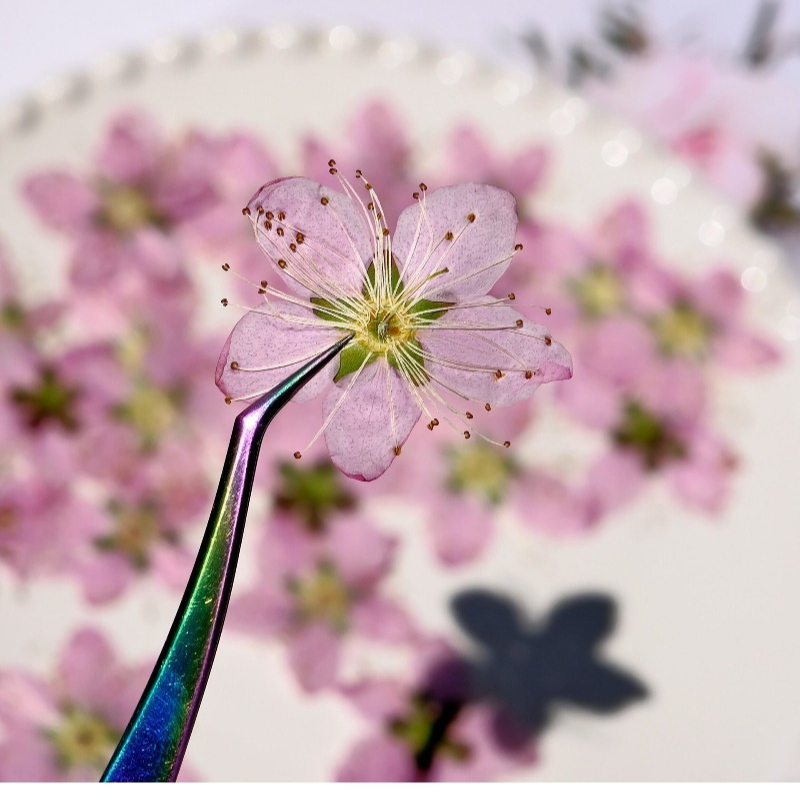 3-4cm./6pcs,Pink Peach Blossom – Dried Flower Pressed Bewertung und Preis