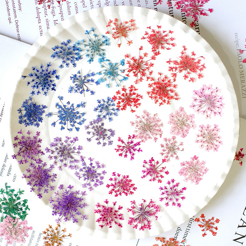 24pcs,2-2.5cm,nature Dyed Mini – Dried Flower Pressed Bewertung und Preis