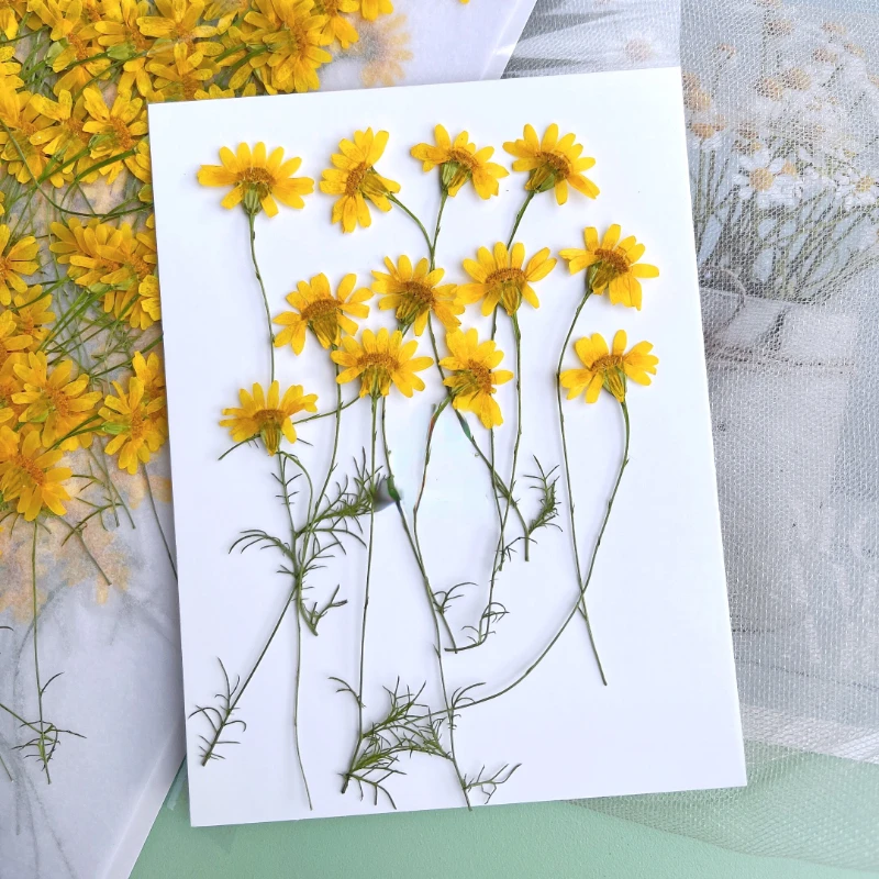 6-10cm/24pcs,nature pressed Ch – Dried Flower Pressed Bewertung und Preis