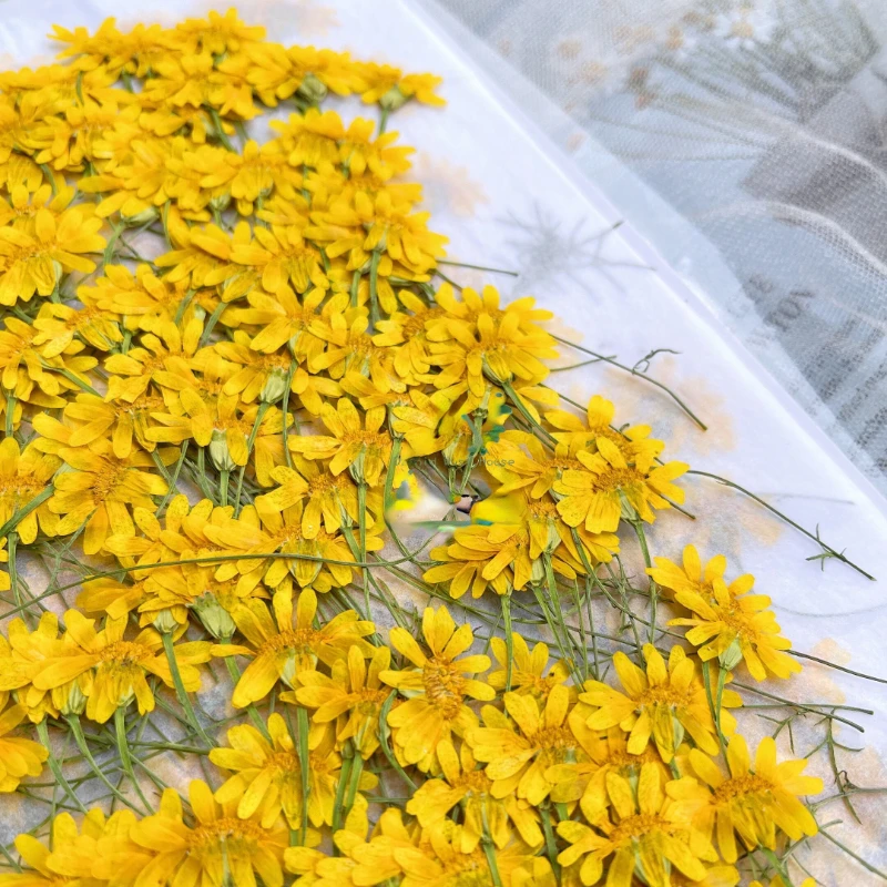 6-10cm/24pcs,nature pressed Ch – Dried Flower Pressed Bewertung und Preis