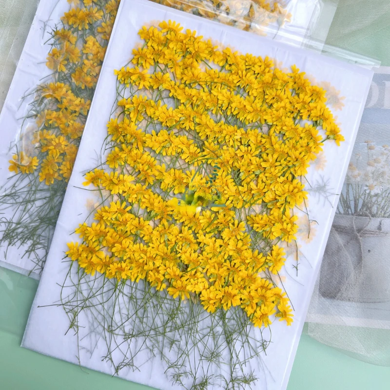 6-10cm/24pcs,nature pressed Ch – Dried Flower Pressed Bewertung und Preis