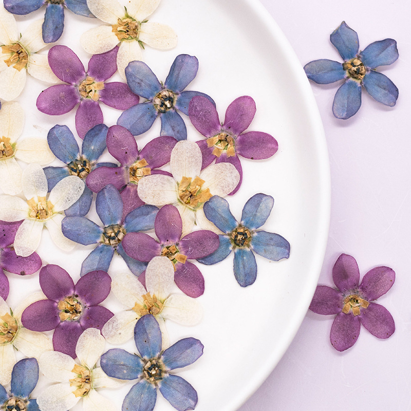 12pcs,Pressed Blue Star Flower – Dried Flower Pressed Bewertung und Preis