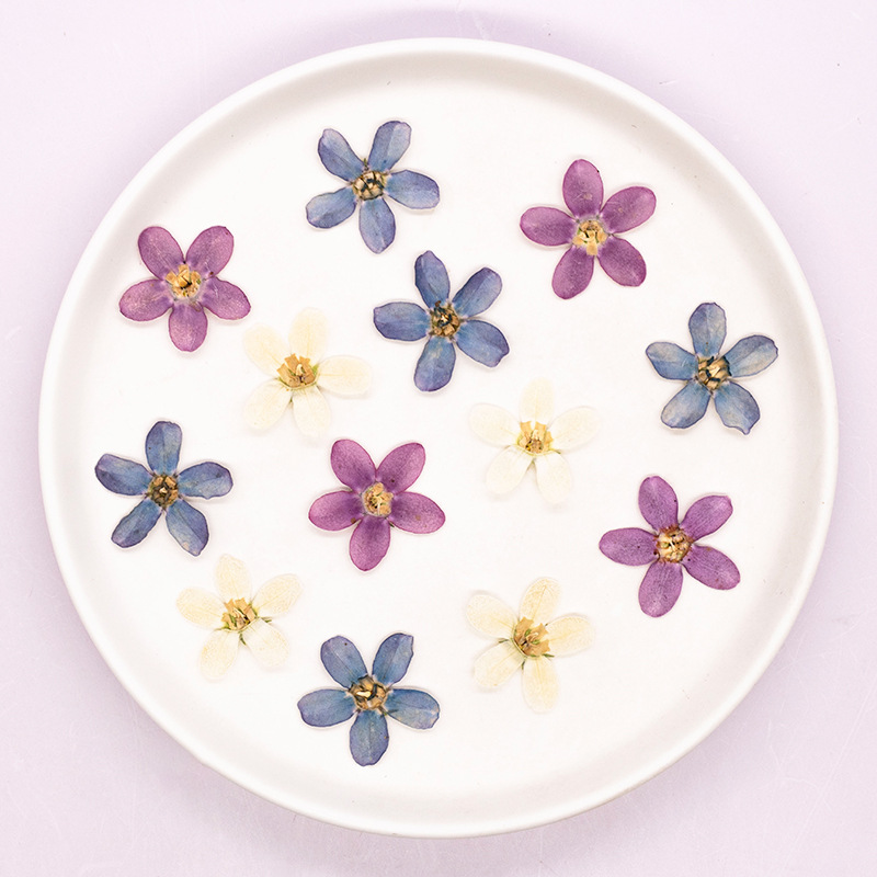 12pcs,Pressed Blue Star Flower – Dried Flower Pressed Bewertung und Preis