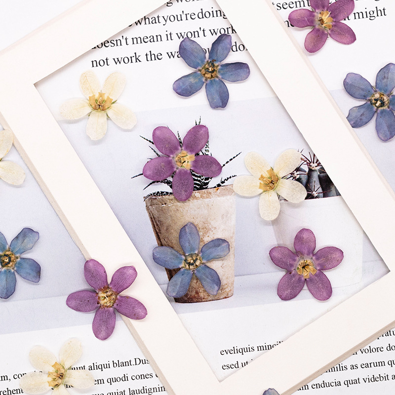 12pcs,Pressed Blue Star Flower – Dried Flower Pressed Bewertung und Preis